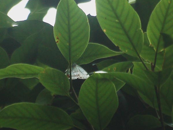 c0045352_20424470.jpg