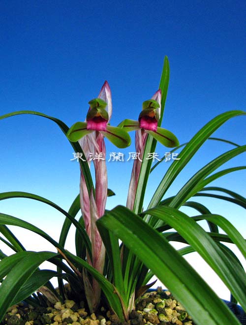 日本春蘭「朱雀門」 No.846 : 東洋蘭風来記奥部屋