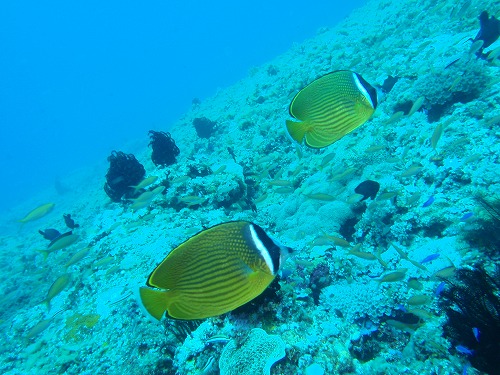 c0180460_11573588.jpg