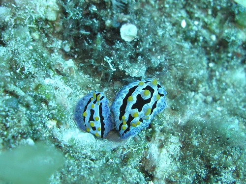 c0180460_11585430.jpg