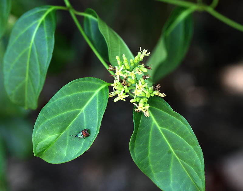 ホウライカガミの果実 Parsonsia Laevigata 鳥平の自然だより 植物編 ホウライカガミの果実 Parsonsia Laevigata 鳥平の自然だより 植物編
