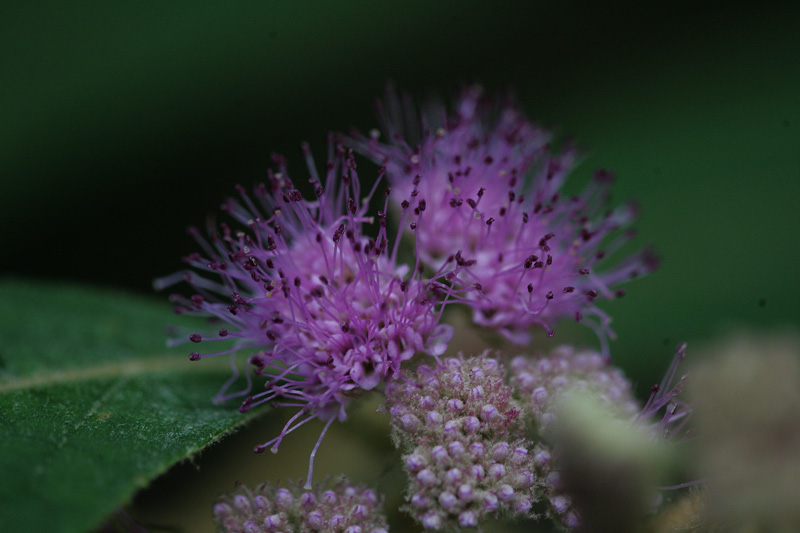 ビロードムラサキの花 Callicarpa Kochiana 鳥平の自然だより 植物編 ビロードムラサキの花 Callicarpa Kochiana 鳥平の自然だより 植物編