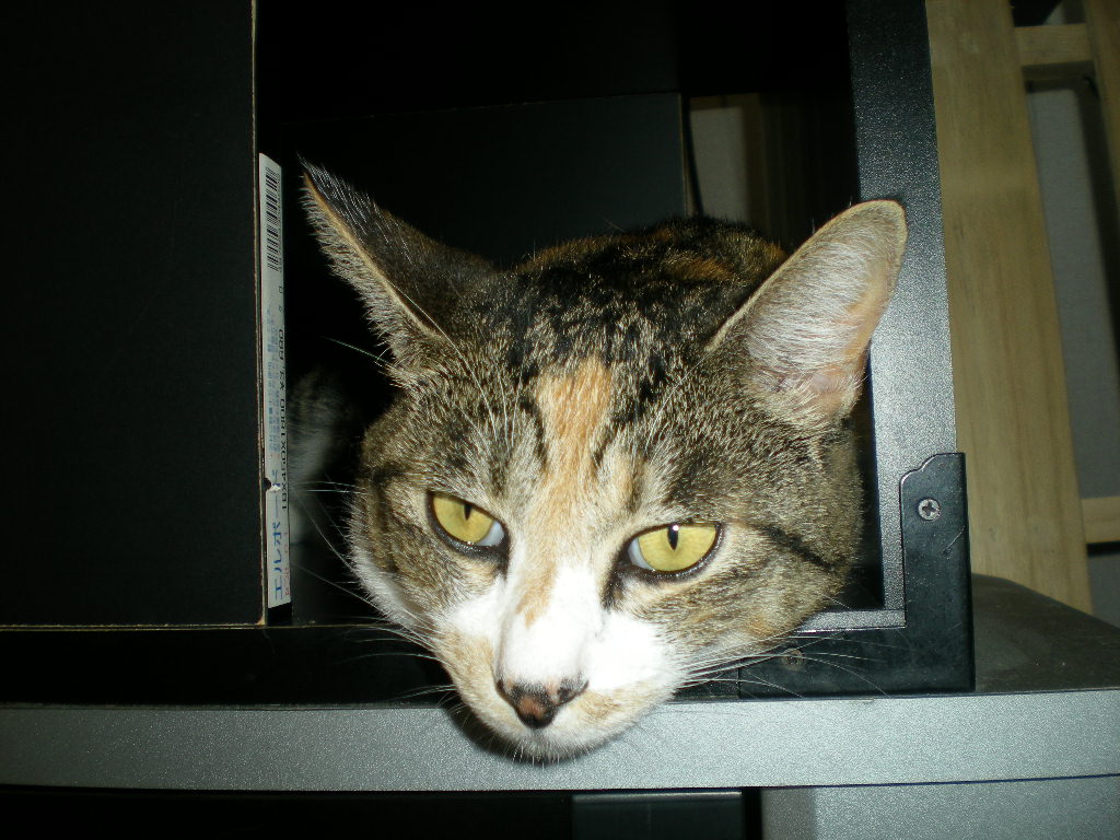 2010年8月4日(水)実家に行ってきたよ~!_f0060461_9301744.jpg
