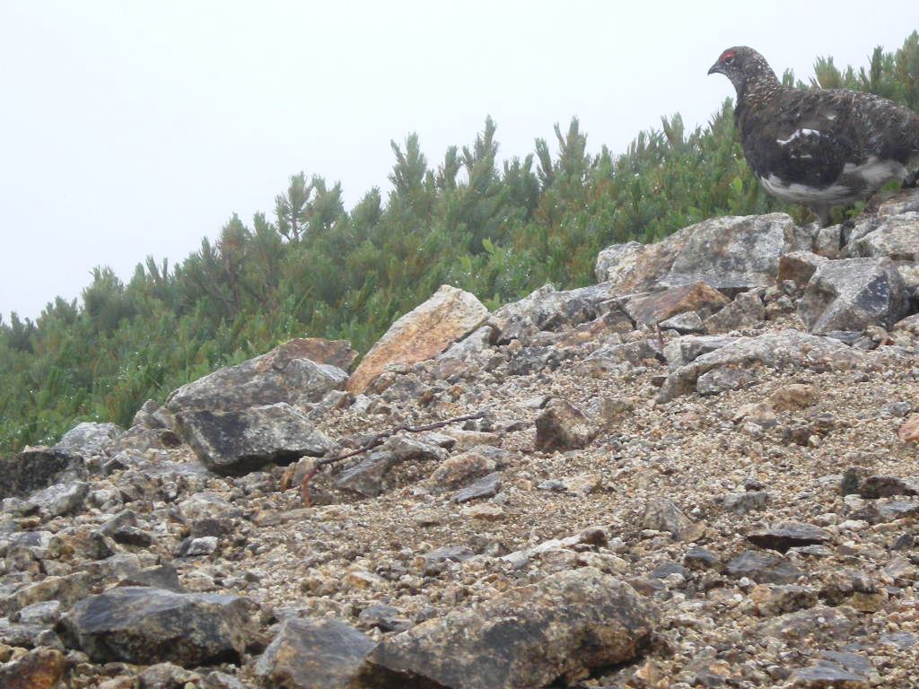 北アルプス、唐松岳から爺ケ岳まで後立山縦走_b0185573_20244464.jpg