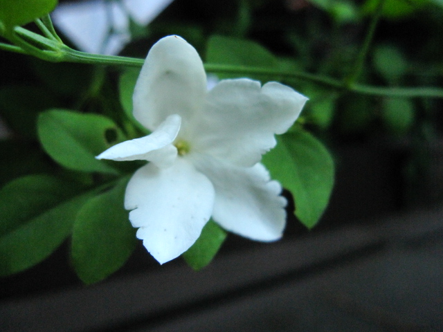 e0181373_221911100.jpg