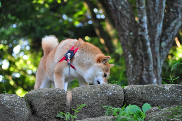 かぼちゃん、巨大化疑惑!?_a0126590_651115.jpg