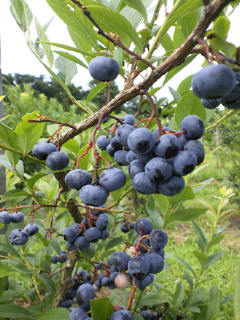 ベリー_a0134394_9185422.jpg