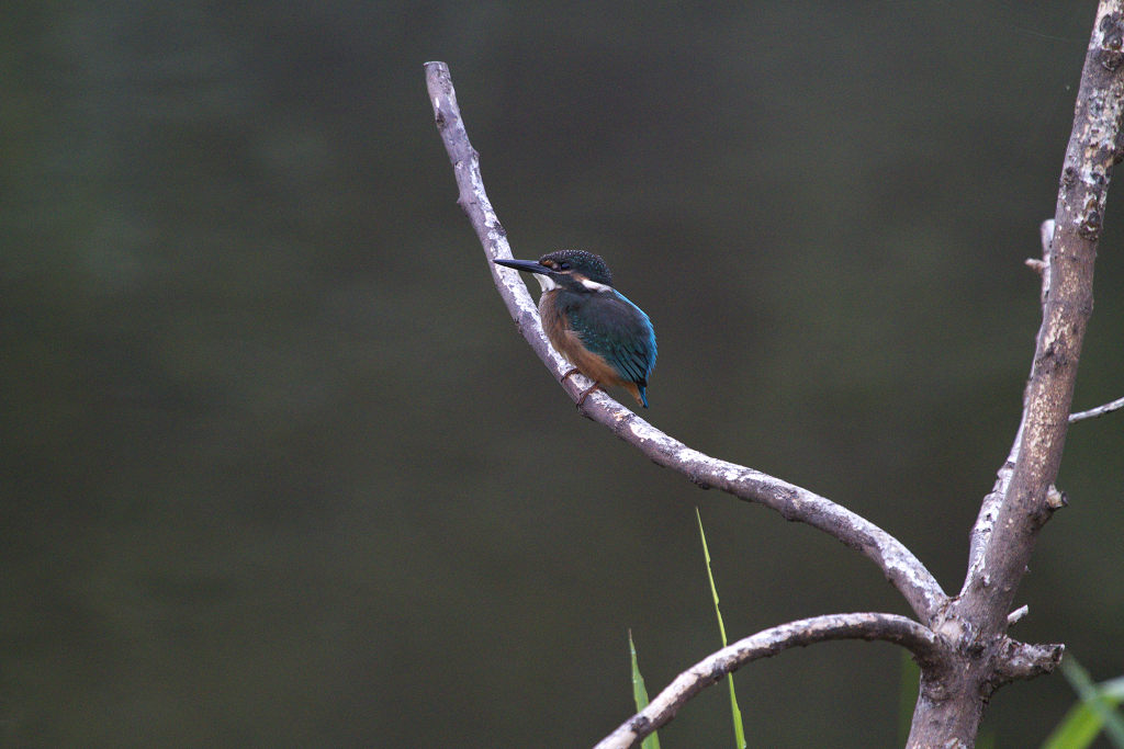 2010年7月31日　100-400mm　カワセミ_a0060403_10313735.jpg