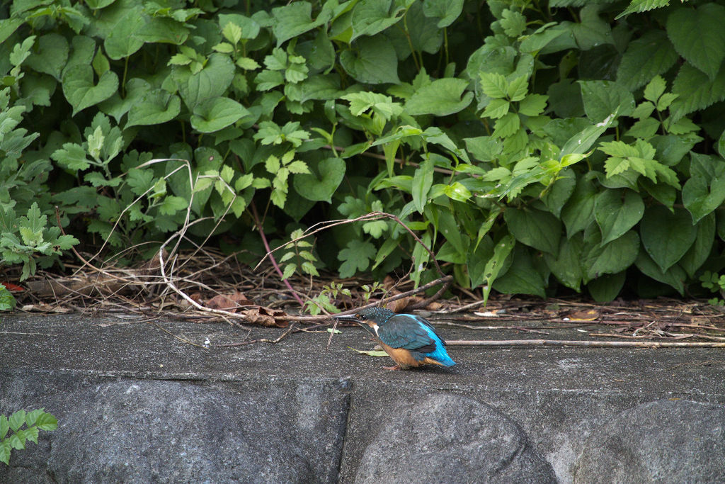 2010年7月31日　100-400mm　カワセミ_a0060403_1033028.jpg