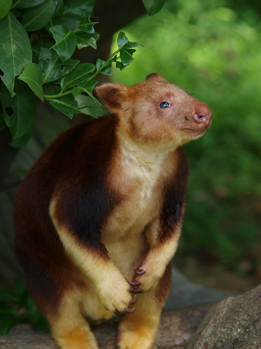 私の大切な大切なキノボリカンガルー親子。_a0164204_2313535.jpg