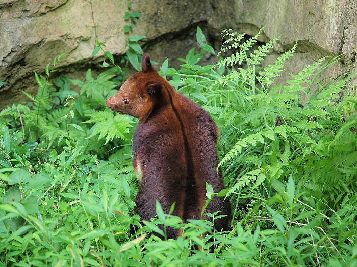 私の大切な大切なキノボリカンガルー親子。_a0164204_2323113.jpg