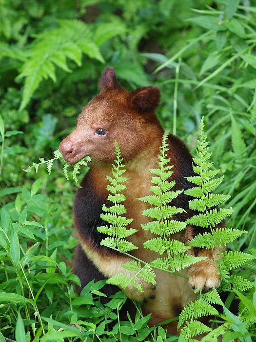 私の大切な大切なキノボリカンガルー親子。_a0164204_23243240.jpg