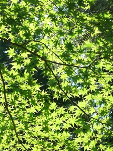 e0097615_1925683.jpg