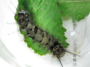 f0232920_15214012.gif