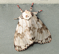 f0232920_15252337.gif