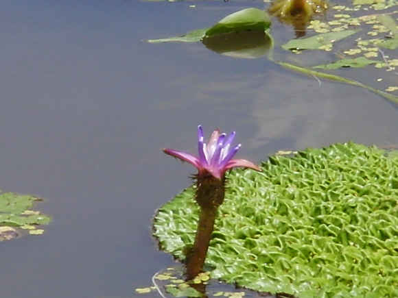 蓮の花とオニバスの花_d0169732_20414870.jpg