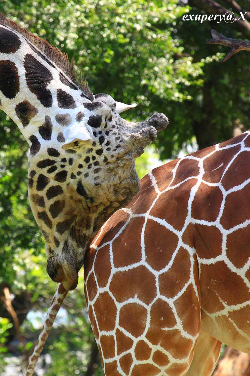 ずっと密着 キリンの写真をupします 1日1枚私のとった写真集