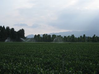 鹿児島、大隅半島の思ひ出_d0081650_2145068.jpg