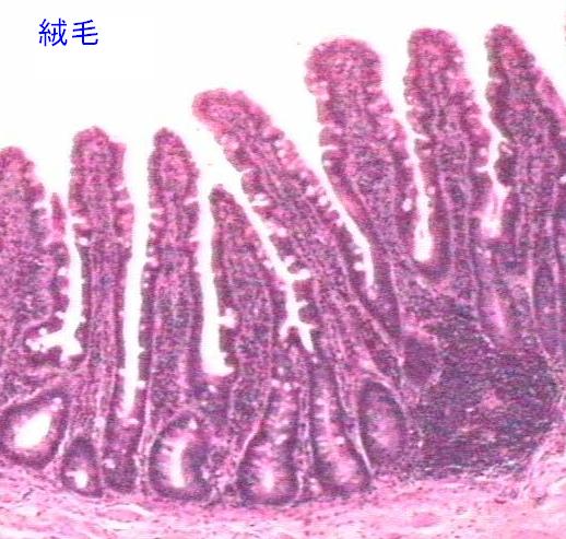 第８３８回　胃酸不足とアレルギー症状　LGS　その３_d0070361_10502076.jpg