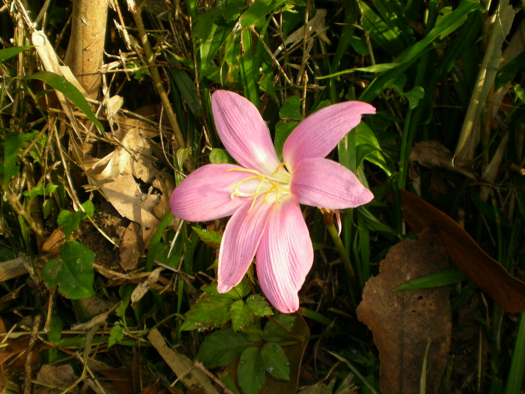 2010年8月5日(木)実るほど頭を垂れる稲穂かな!_f0060461_10164467.jpg
