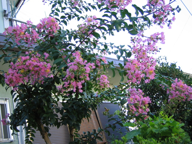 e0031572_8131487.jpg