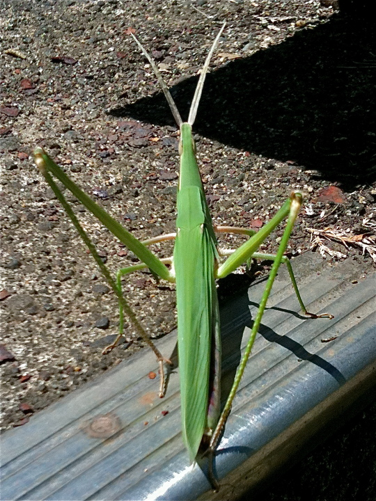 e0056272_23504136.jpg
