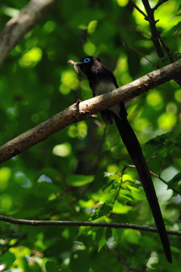 サンコウチョウⅣ_f0053272_1638040.jpg