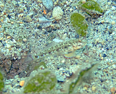 「白浜ビーチ」_b0033573_1916857.jpg