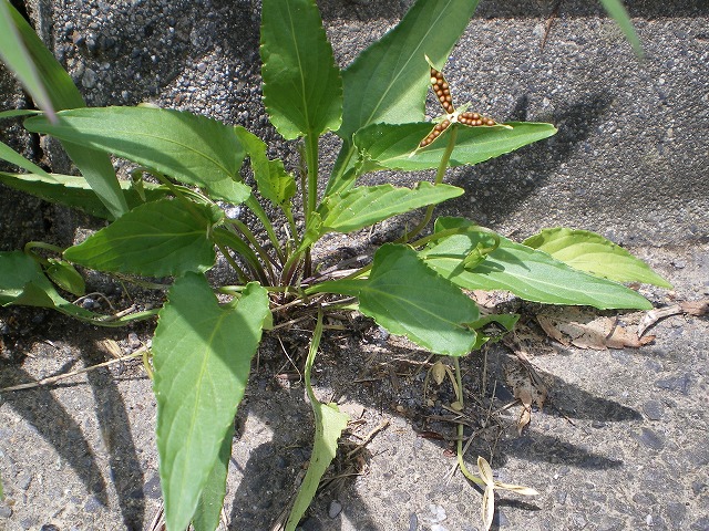 d0054276_19321987.jpg