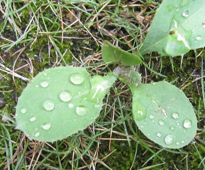 ８月５日「雨」_f0003283_15475840.jpg