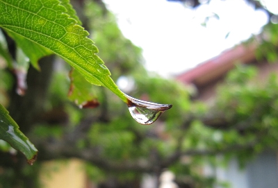 ８月５日「雨」_f0003283_15491987.jpg