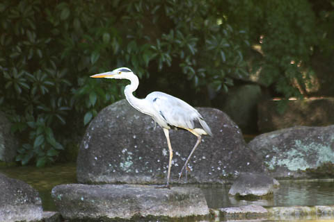 月下美人と、サボテン_f0030085_1619787.jpg