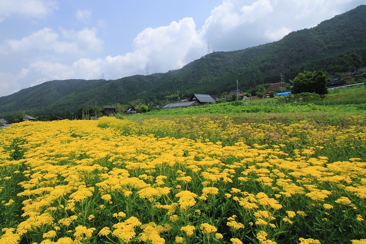 嵯峨越畑_e0051888_2232589.jpg