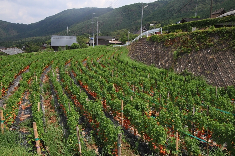 嵯峨越畑_e0051888_224133.jpg