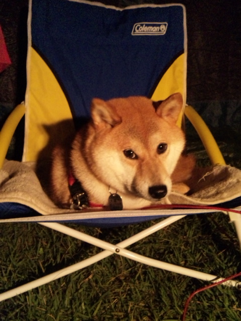 かぼちゃん、おねむ。_a0126590_2057224.jpg