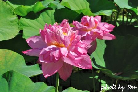 富山散歩～県東部103～ハスの花_b0155692_2385885.jpg