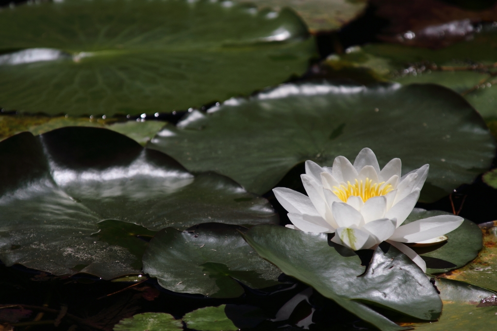 梅雨明けの三連休 ～ 六甲高山植物園④_b0138101_23471452.jpg