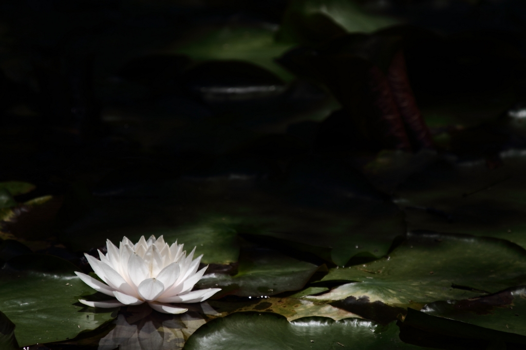 梅雨明けの三連休 ～ 六甲高山植物園④_b0138101_23472417.jpg