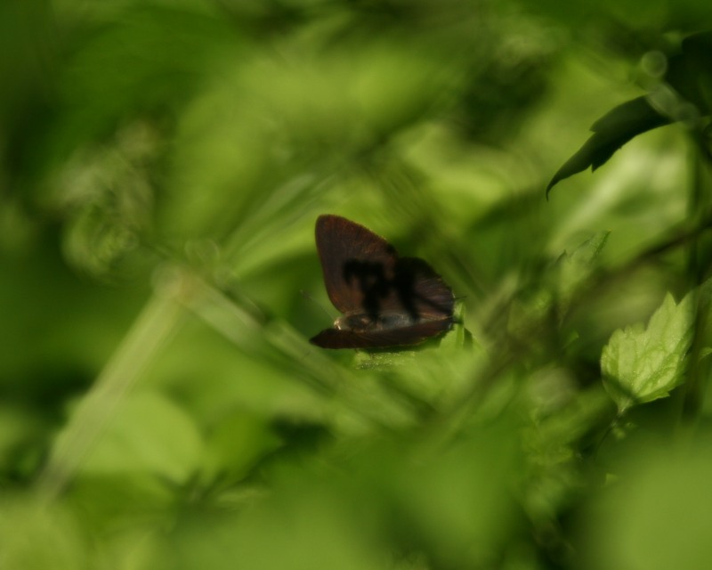 e0103903_2049279.jpg
