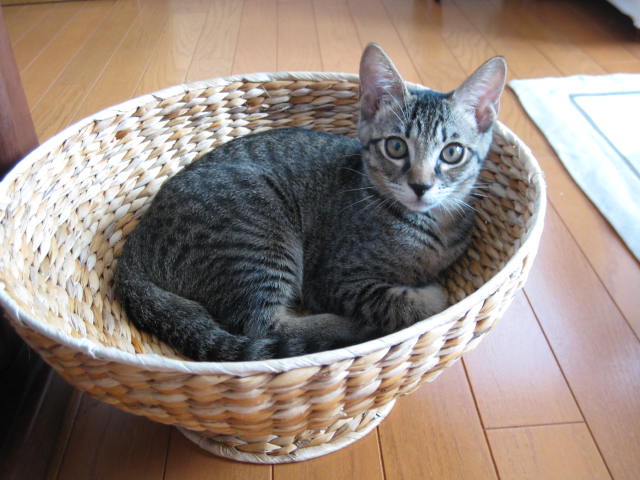 カワイイもので癒される Schwarze Katz Pitschi