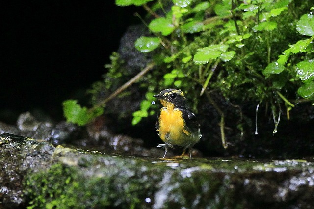 2010　08　06　水場の幼鳥たち_d0127815_1251270.jpg