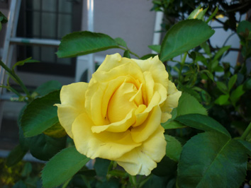 黄色いバラ・夏_f0140817_16163234.jpg