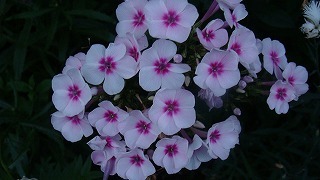 f0170524_19252199.jpg