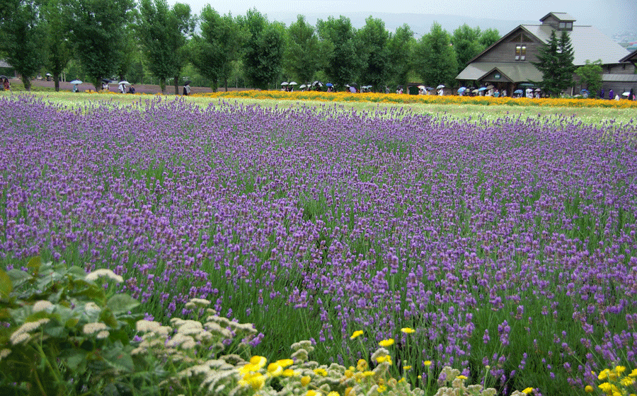 上富良野町　日の出公園～丘の風景～_c0223825_0174182.gif