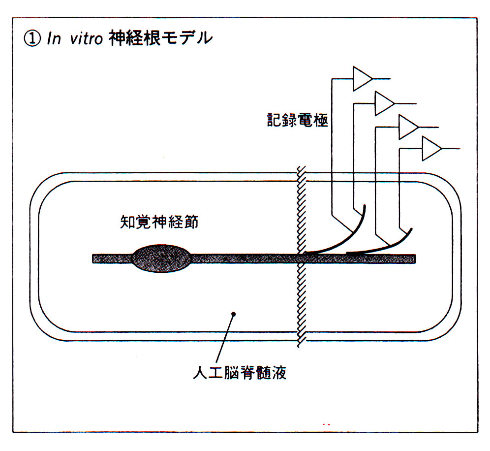 根性痛の根拠とする実験の信頼度は？①_c0113928_12202292.jpg