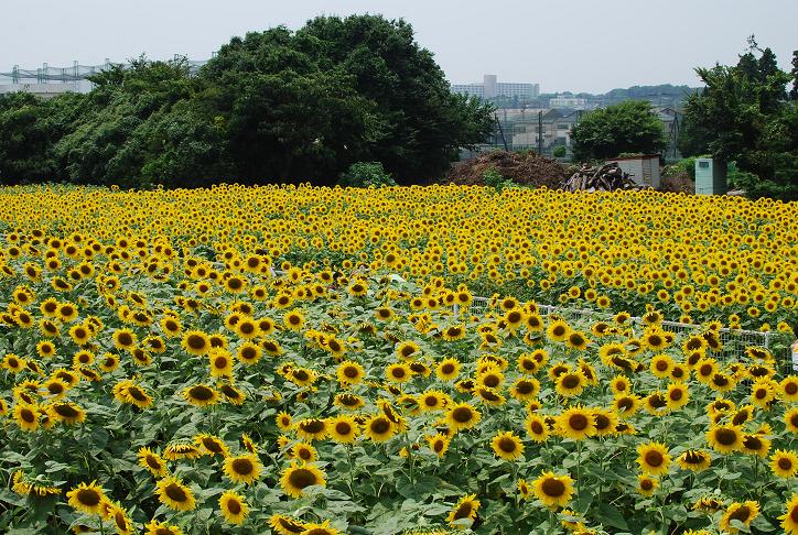 ひまわり　座間市栗原地区　（8月1日）_d0085228_16225617.jpg