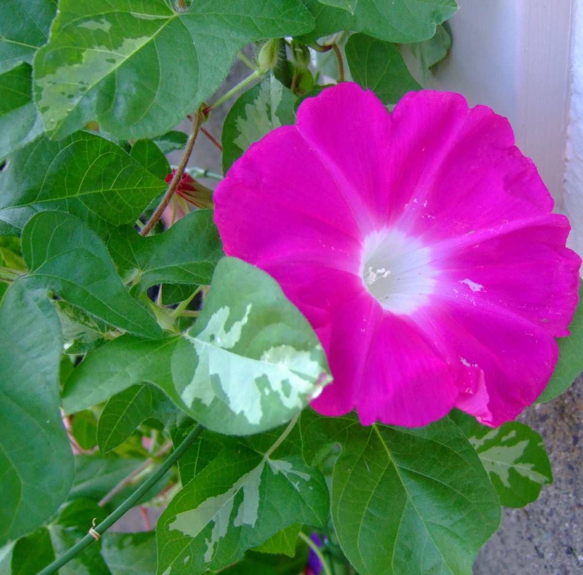 サルすべりの花は....赤、白、ピンク!_b0137932_17582915.jpg