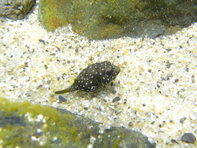 サザナミフグ幼魚!!_b0186442_1929467.jpg