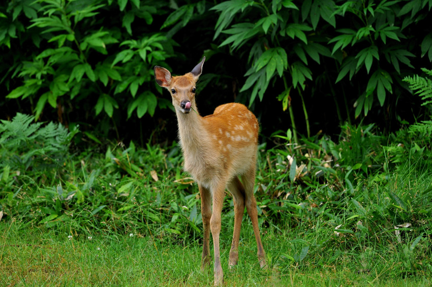 北海道にて（その３）～知床の動物たち_b0148352_11403863.jpg