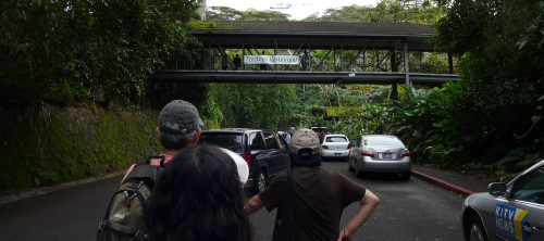 MANOA FALLS TRAIL_a0132260_17344588.jpg